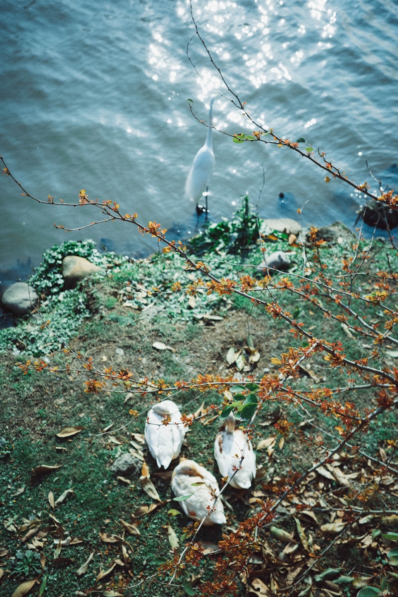 White birds rest near the water's edge.
